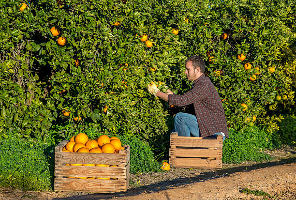 Farmer with a basket of oranges