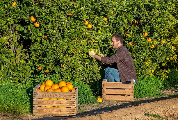 Farmer harvesting oranges at the orchard 