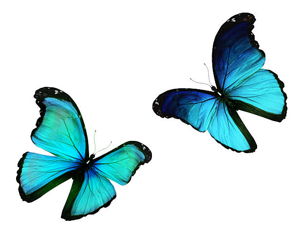 istock Two morpho blue butterflies flying, isolated on white background 530815195