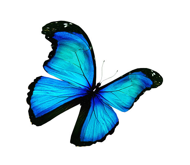 istock Morpho turquoise butterfly , isolated on white 530815201