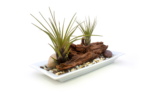 Two Tillandsia fasciculata air plants on a decorative driftwood with gravel and dish
