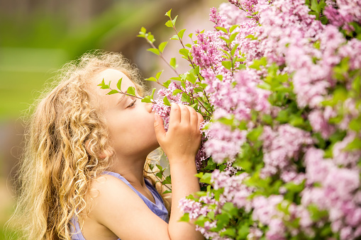 Close-up side view of a young girl smelling lilac blossoms on a lilac bush in full bloom. The girl has curly blonde hair and is using her hand to get the flowers closer to her face.
