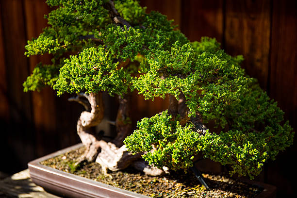 istock Bonsai Tree with Dark Wood Background 530816416