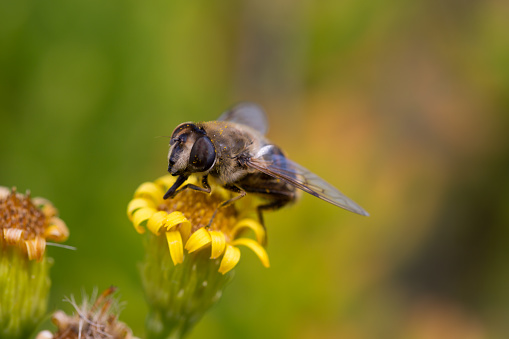 Honey Bee on Yellow Flower, Close Up Macro