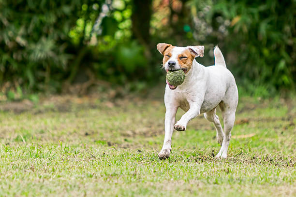 istock Jack Russell Terrier Dog Running In A Meadow 530817132