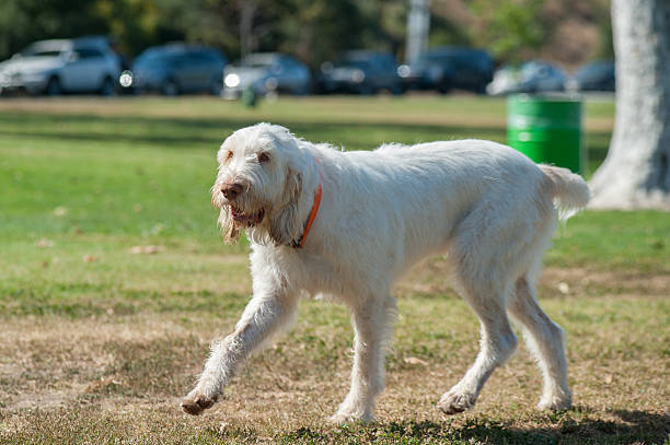 długie, białe włosy się brudny na park - italian spinone zdjęcia i obrazy z banku zdjęć