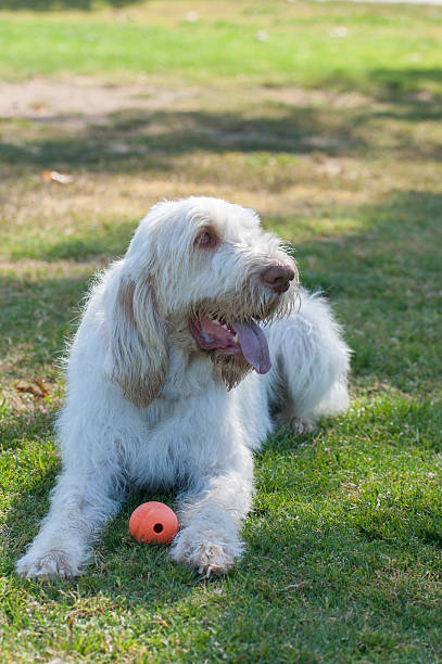 à poil blanc chien haletant dans l'ombre. - italian spinone photos et images de collection