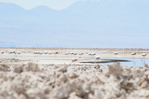 istock The Flamingos National Reserve 530817960