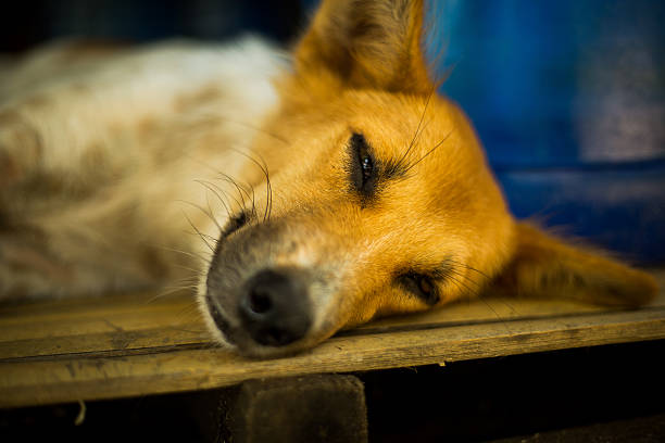 istock Dog Relaxing on Wooden Floor 530818688