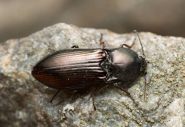 istock Click beetle, Selatosomus aeneus on rock 530819680