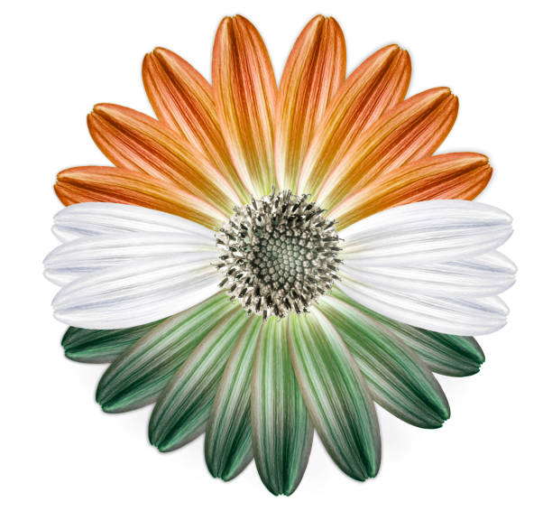 istock Hungarian flower flag colours 530820202