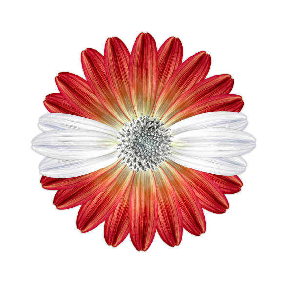 istock Austrian flower flag colours 530821686