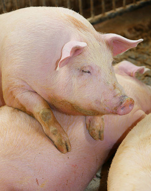 istock fat pigs in a sty on a farm 530822184