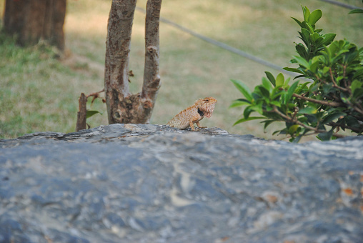 lizards,chameleon, lizards on stone,chameleon on stone,small chameleon,small lizards