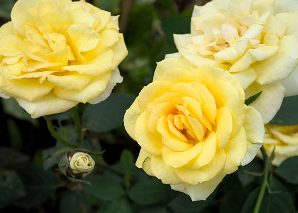 istock Yellow roses in bloom 530823090