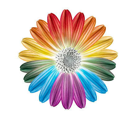 gay pride flag colours mixed with a flower
