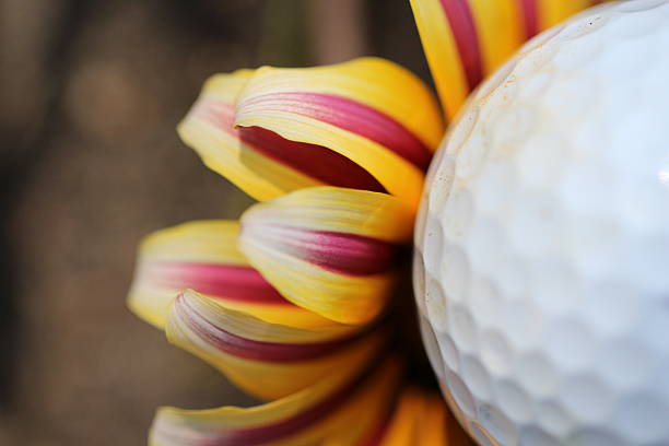 golf ball flower Close up of golf ball with yellow pink red flower purpur stock pictures, royalty-free photos & images