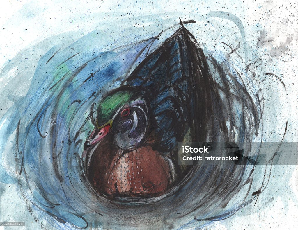 Wood Duck A watercolor painting of a wood duck swimming. Bird stock illustration