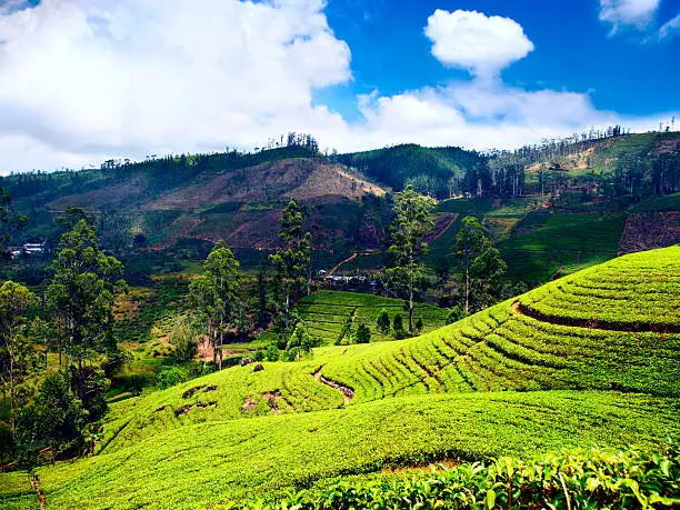 Tea plantations.