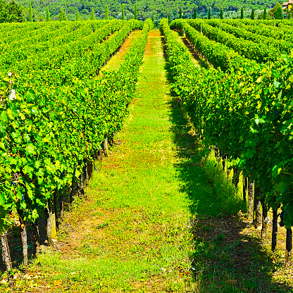 Vineyards with Ripe Grapes in the Autumn