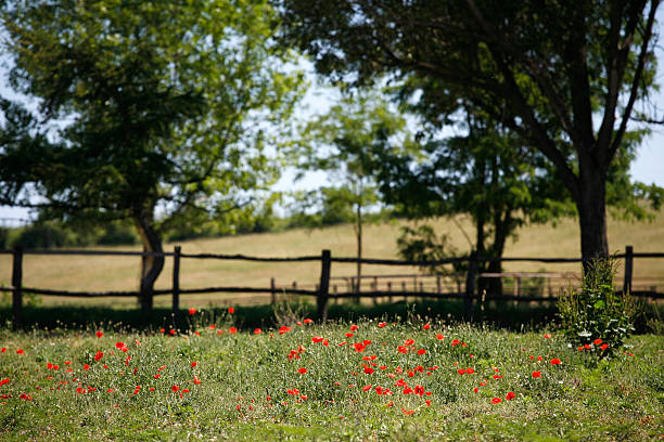 paisaje con poppies en el paddock - acreage fotografías e imágenes de stock