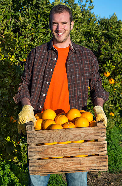 istock Farmer with a basket of oranges 530824989