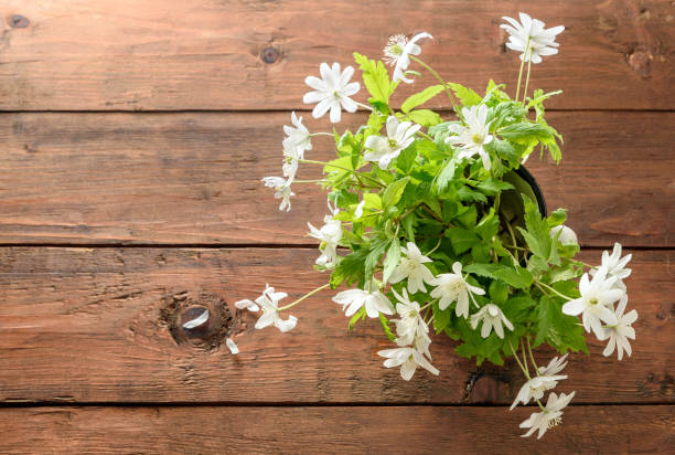 istock Bouquet of flowers snowdrop Anemone 530825114
