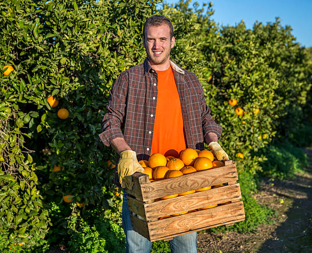 istock Farmer with a basket of oranges 530825469
