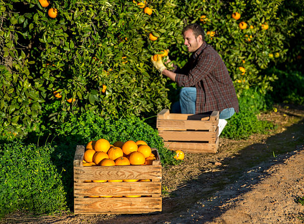 istock Farmer with a basket of oranges 530825529