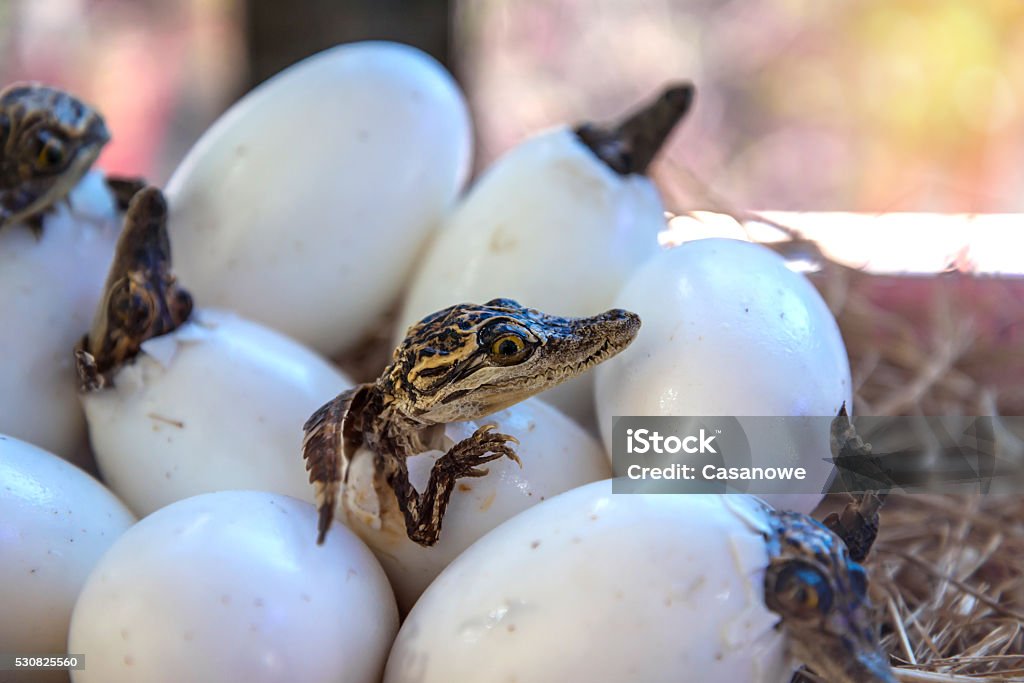 Stuff Of Little Baby Crocodiles Are Hatching From Eggs Stock Photo - Download Image Now - iStock Stuff Of Little Baby Crocodiles Are Hatching From Eggs Stock Photo - Download Image Now - iStock