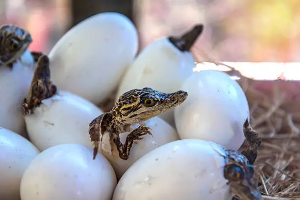 stuff of Little baby crocodiles are hatching from eggs.