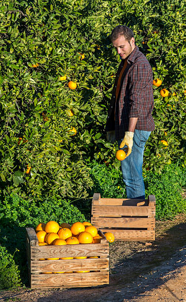 istock Farmer with a basket of oranges 530825583