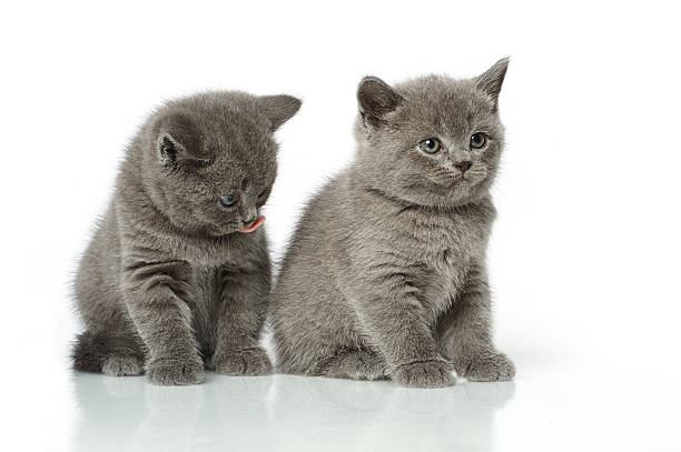 istock little british short hair blue kittens 530826108