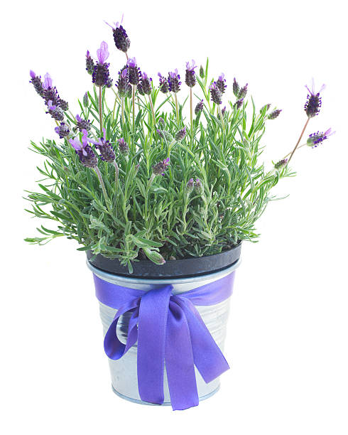 istock pot of lavender flowers on white 530826141
