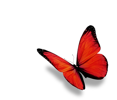 Red butterfly , isolated on white background