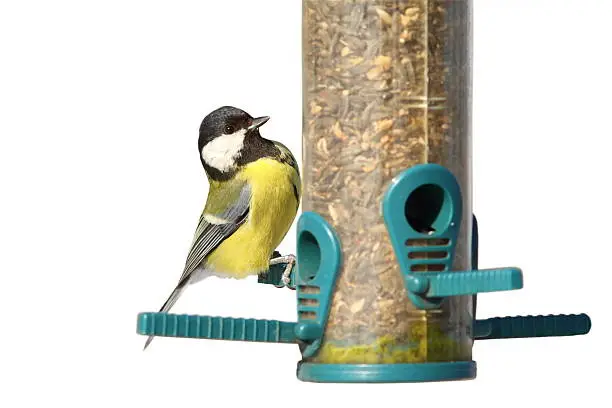 isolated bird on seed garden feeder, great tit ( Parus major ), with space for your text