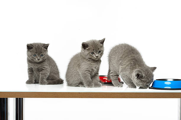 istock little british short hair blue kittens 530826712