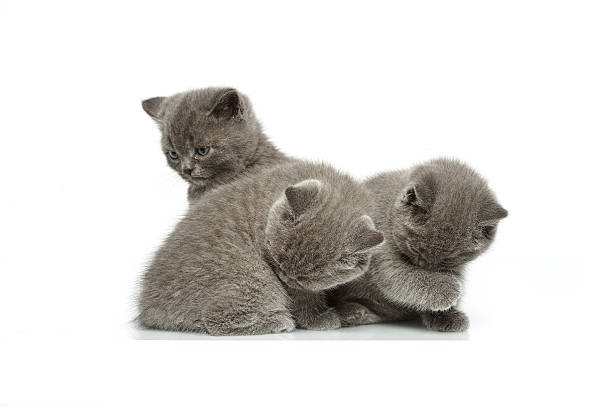 istock little british short hair blue kittens 530826992
