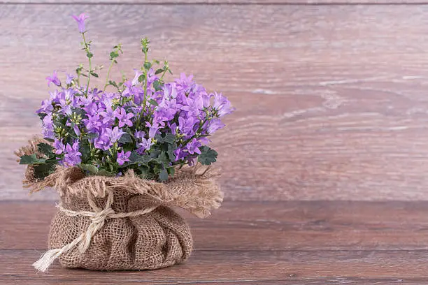 Campanula purple flowers in bag on  wooden background