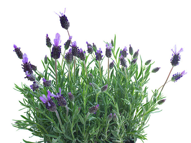 istock Fresh purple lavender flowers on white 530827137