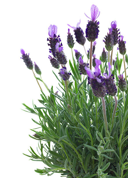 istock Fresh purple lavender flowers on white 530827141