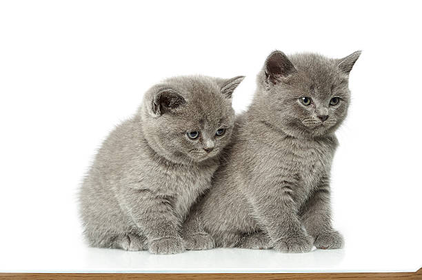 istock little british short hair blue kittens 530827278