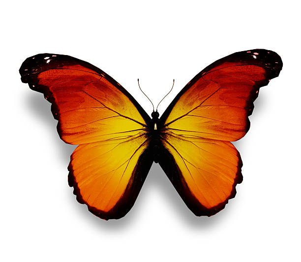 istock Yellow butterfly, isolated on white 530827291