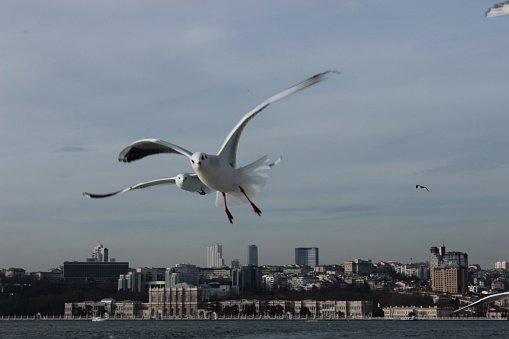 Seagulls flying on Bosphorus - Istanbul/Turkey