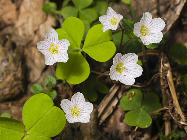 Common Wood Sorrel, Oxalis acetosella, flowers macro with leaves defocused Common Wood Sorrel, Oxalis acetosella, flowers macro with leaves defocused, selective focus, shallow DOF oxalis acetosella flowers stock pictures, royalty-free photos & images