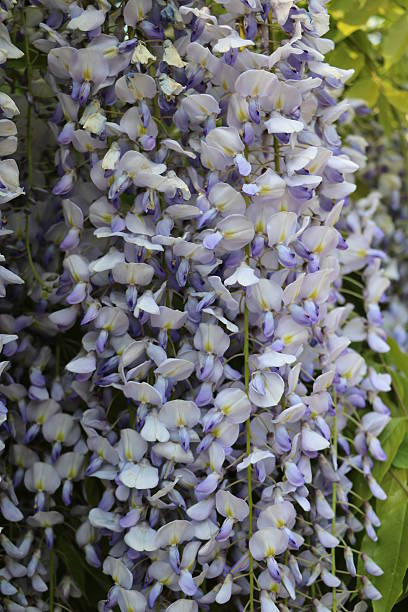 close up of wisteria frutescens close up of wisteria frutescens wisteria frutescens stock pictures, royalty-free photos & images