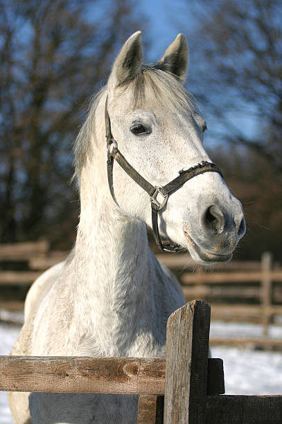 fotografia da cabeça de um belo cavalo cinza em sunny wintertime - horse winter dapple gray gray imagens e fotografias de stock