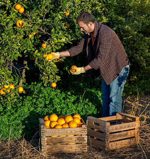 istock Farmer with a basket of oranges 530827955