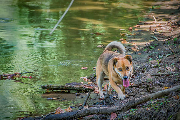 istock Dog walks on the Riverbank 530828303