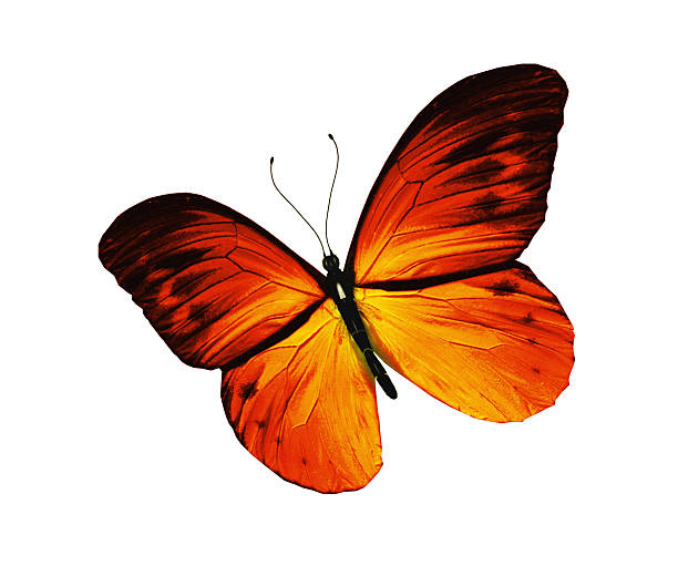istock Yellow butterfly, isolated on white background 530828405